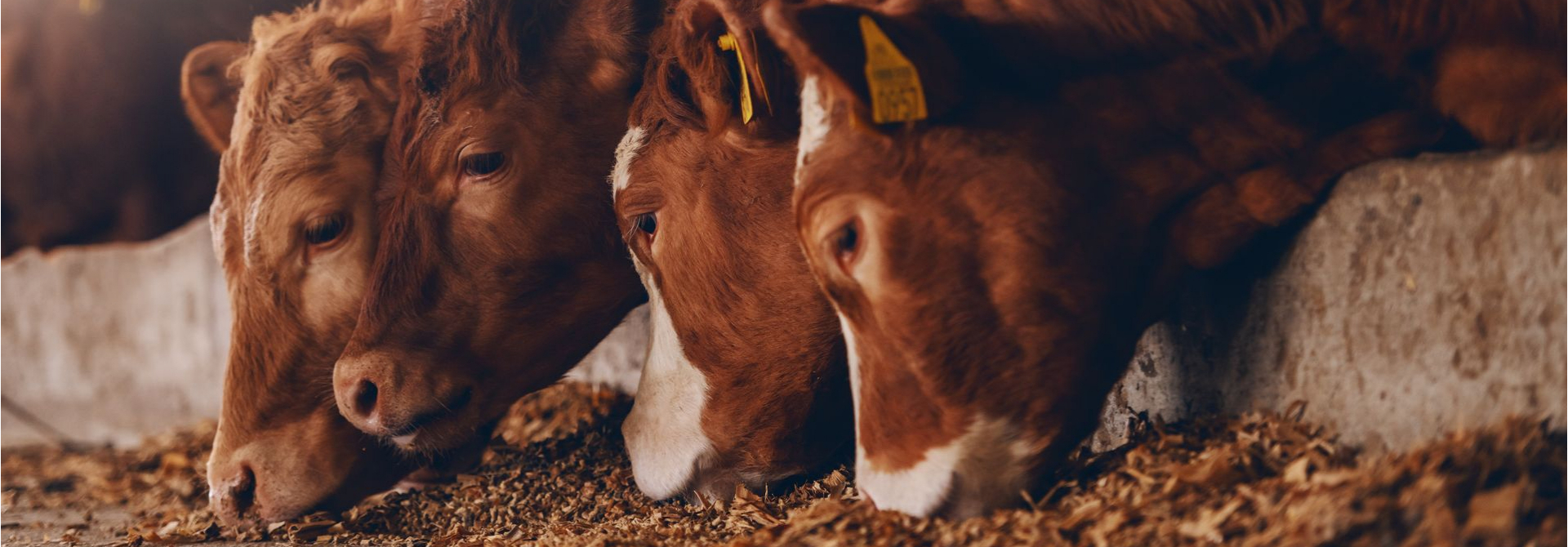 Оксид магния (MgO) кормовой, фото